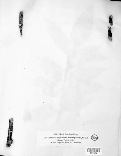 Corynespora arctespora image